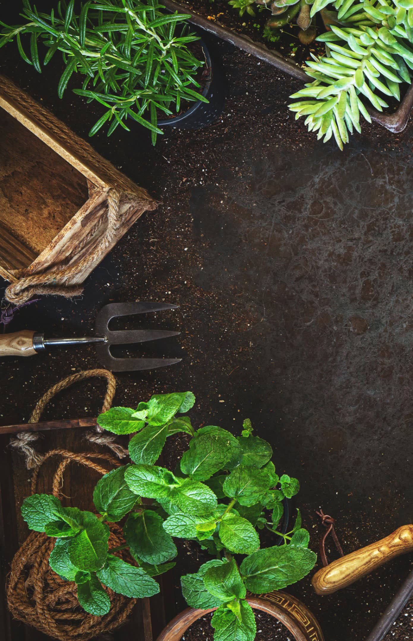 Dark soil with a hand fork, rosemary and mint laid out on it