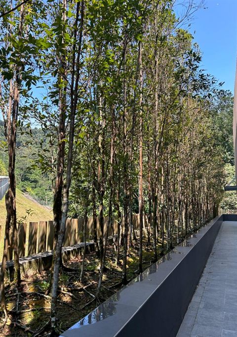 Boundary tree line maintenance — Condominium & Commercial Maintenance by Tanaman Garden Co.