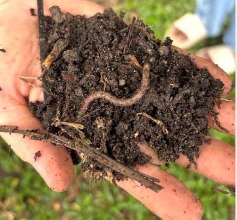 Vermicompost worm soil — Edible Garden Workshops by Tanaman Garden Co.