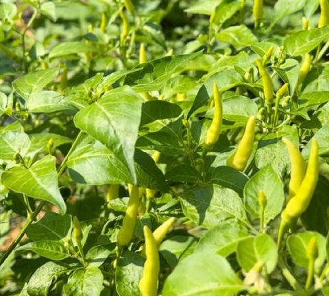 Chilli plants — Edible Garden by Tanaman Garden Co.
