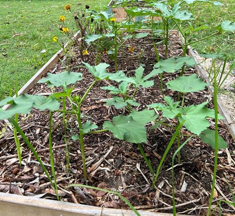 Okra raised bed — Edible Garden by Tanaman Garden Co.