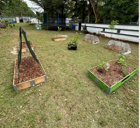 Raised vegetable beds set up in a backyard