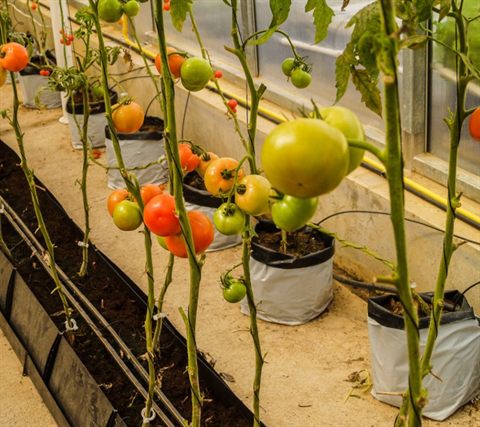 Tomato greenhouse — Edible Garden by Tanaman Garden Co.
