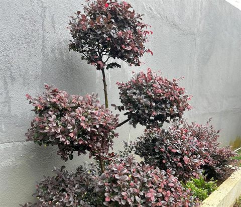 Loropetalum topiary feature tree in a garden bed