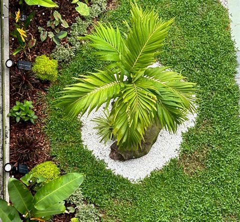 Palm feature white pebble lawn — Landscape Build by Tanaman Garden Co.