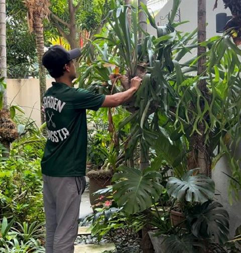 Pruning a monstera during a maintenance visit