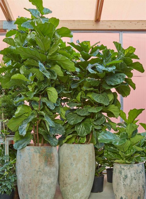 Large fiddle-leaf figs in planters