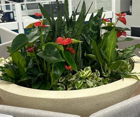 Office planter anthurium arrangement — Potted Plants & Indoor Set-up by Tanaman Garden Co.