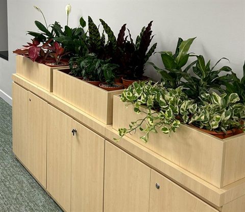 Planters on top of office cabinets