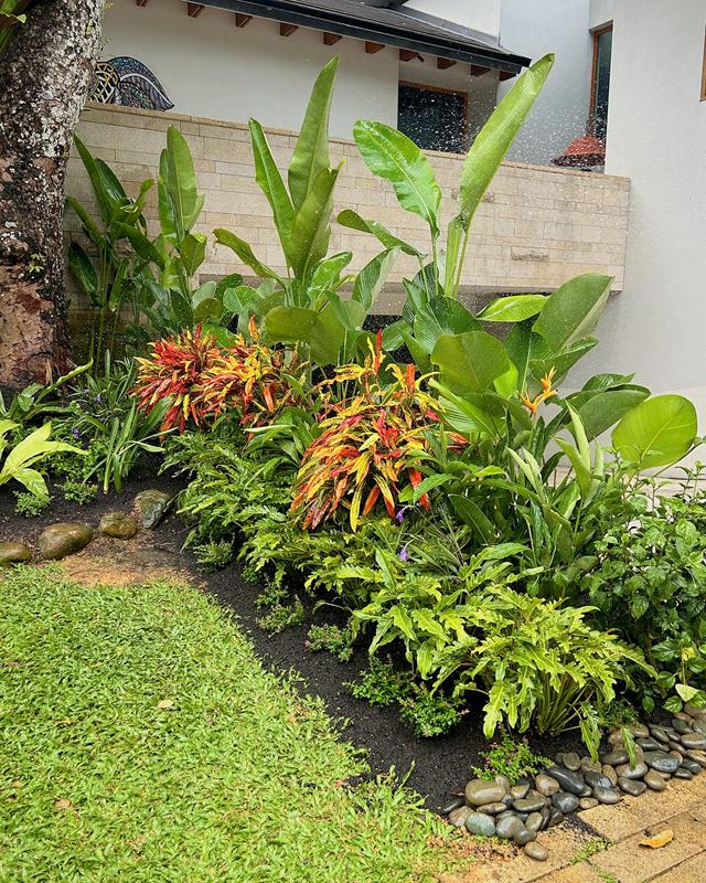 Close view of the border: crotons, ferns and broad green leaves in dark mulched soil.