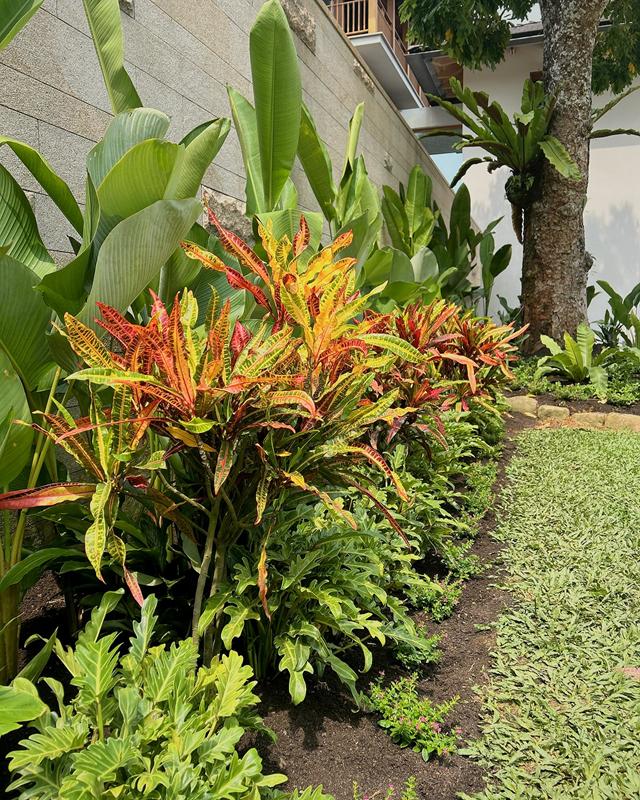 Close-up of orange and red croton foliage among green leaves.