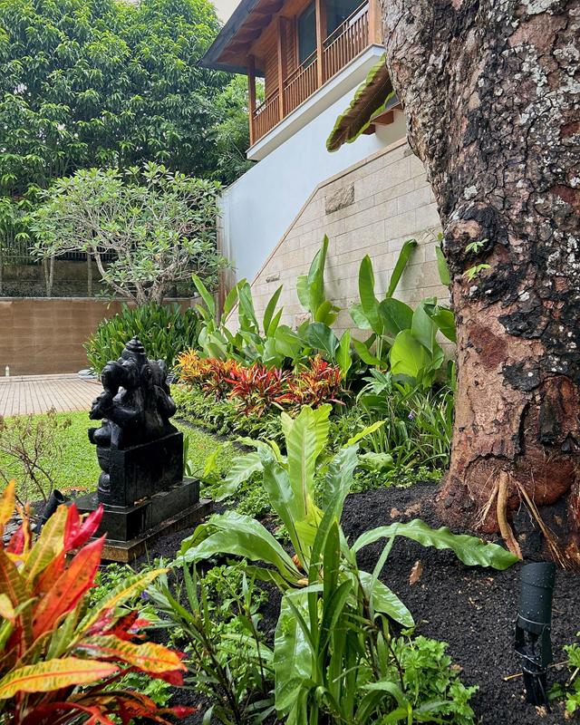 Low view through the bed past a tree trunk: bird's-nest fern, crotons, statue and a garden spotlight in dark mulch.
