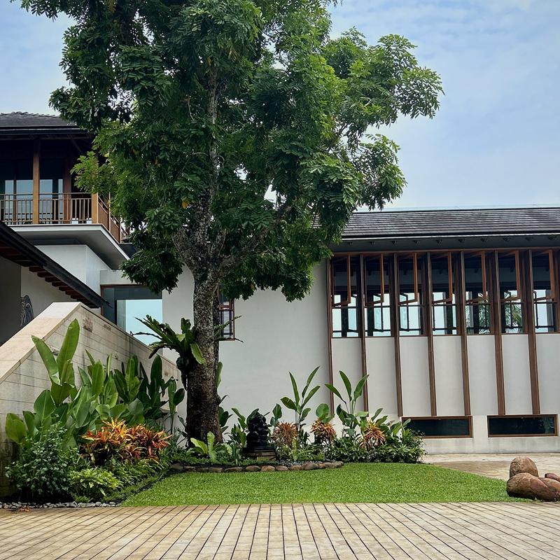The mature courtyard tree rising above the new planting, with the timber-and-white house behind.