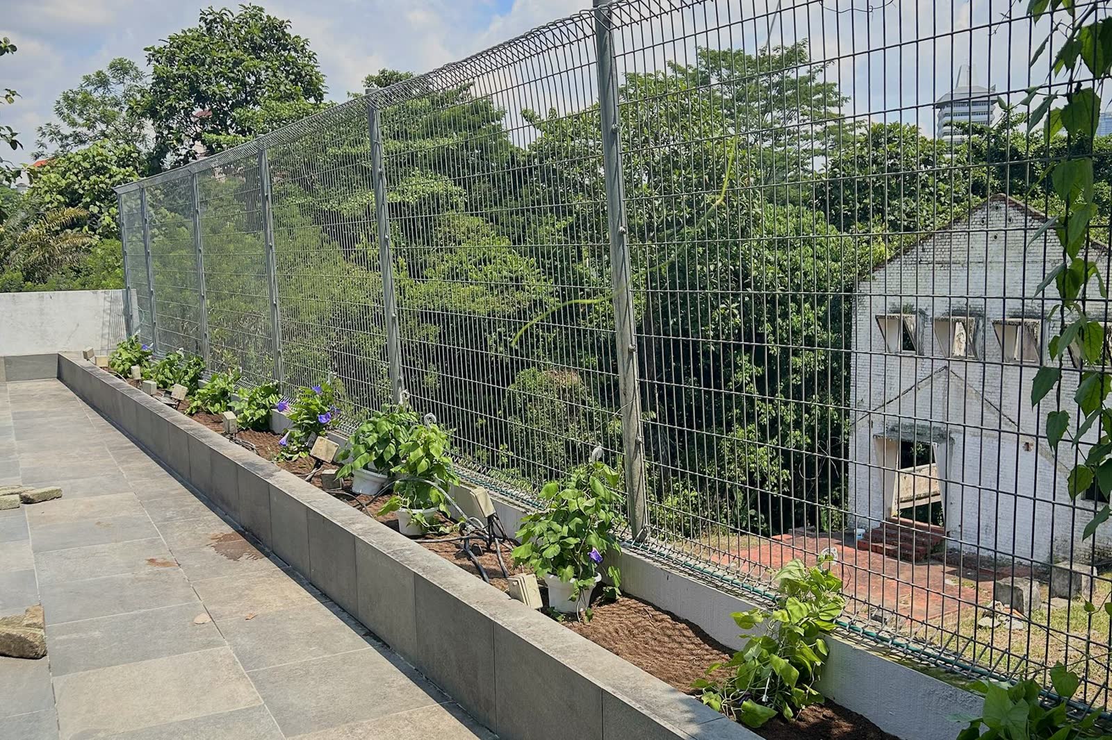 Long raised planter with young flowering climbers at the foot of a tall mesh fence on a stone-tiled roof terrace.