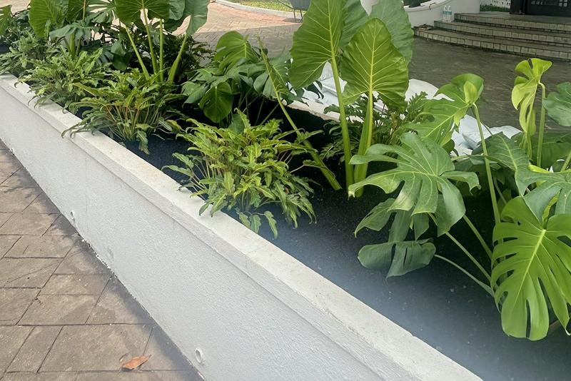 Close view of the white entrance planter with elephant ear, Monstera and philodendron leaves over dark planting mix