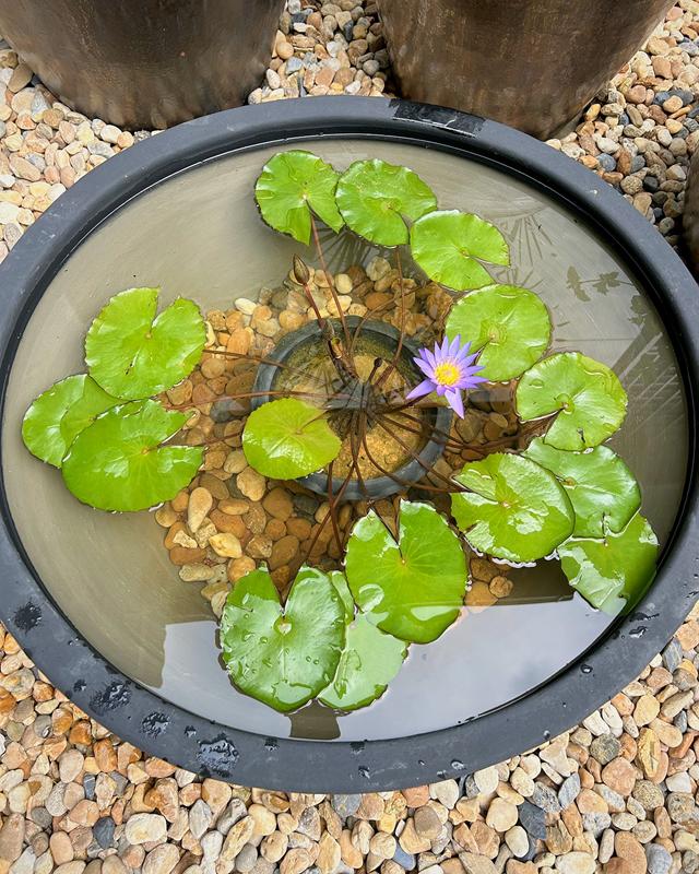 Overhead view of a water bowl with lily pads and one purple water-lily flower, set on river pebbles
