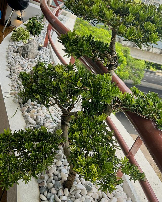Close-up of the cloud-pruned tree's layered foliage pads above white pebbles.