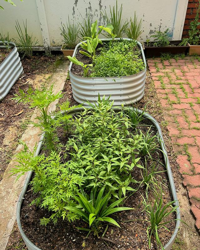 Close view of a raised bed of mixed culinary herbs, with a second bed of mint and turmeric behind.