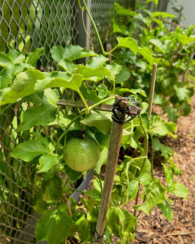 A green passion fruit hanging from a vine trained on stakes against the mesh fence.