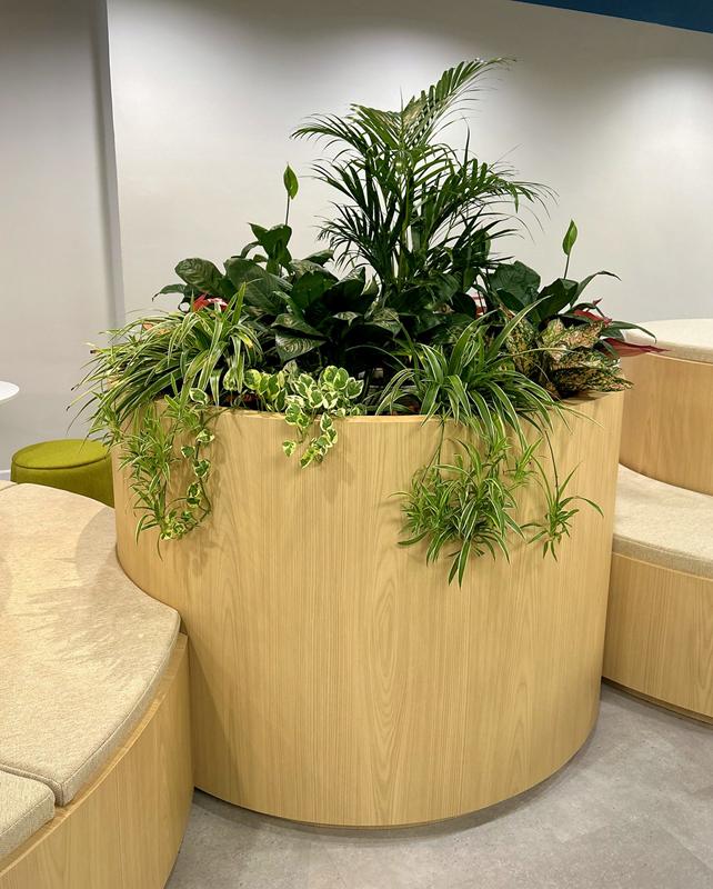Full view of the round timber-clad planter with palm, peace lilies and spider plants trailing over the rim.