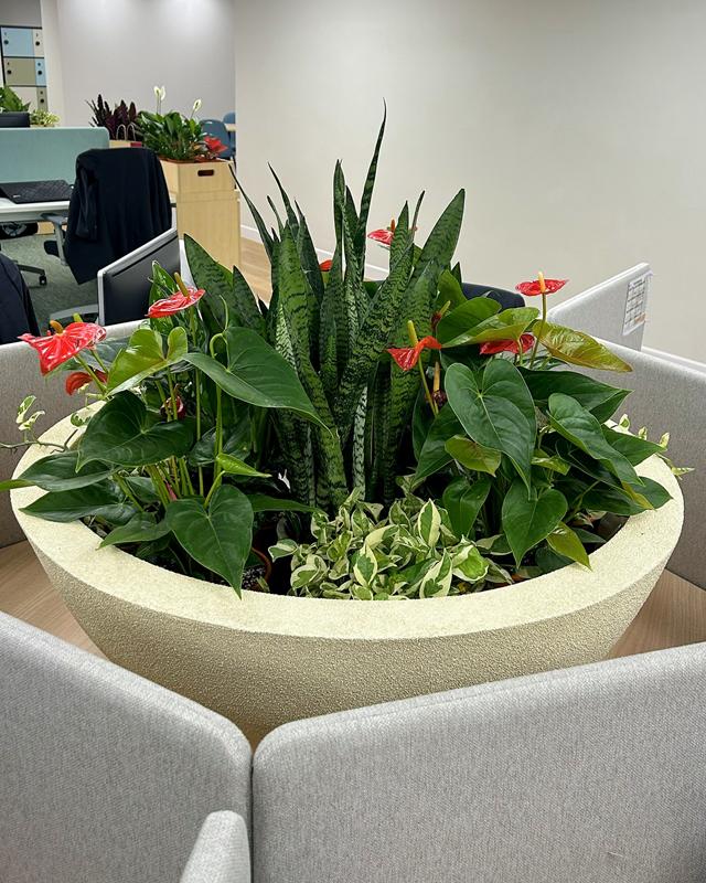 Cream bowl planter with upright snake plants, red anthuriums and variegated trailing foliage among office desks.