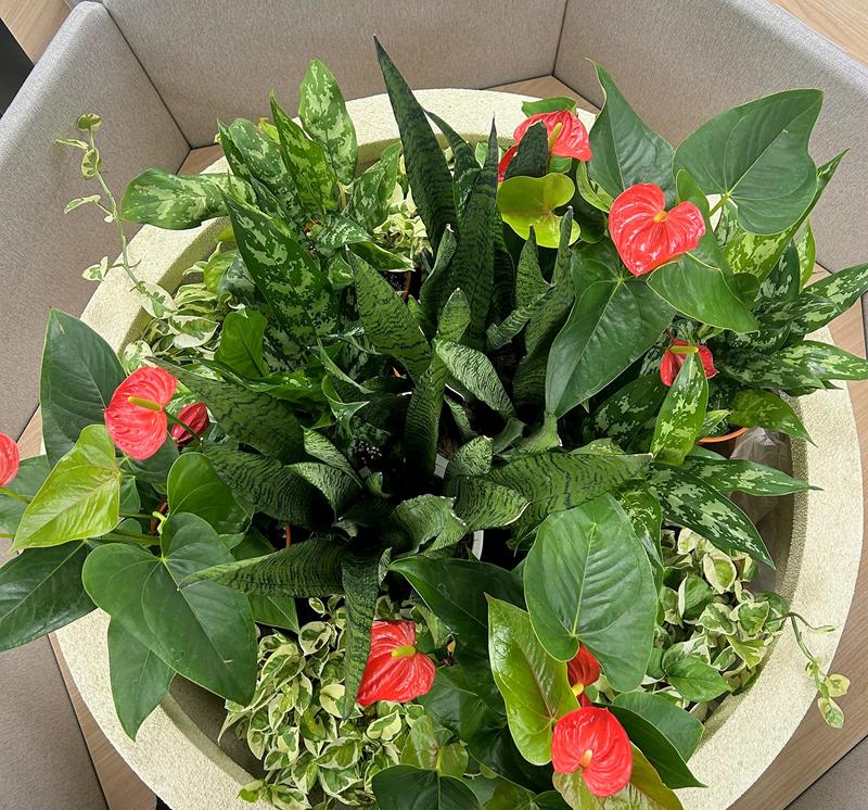 Top-down view of the bowl planter: snake plant at the centre ringed by aglaonema, red anthuriums and variegated trailers.