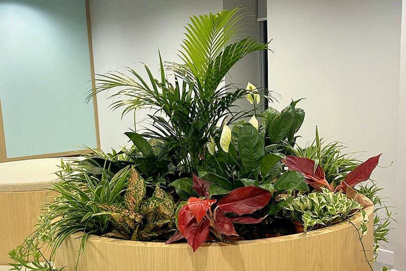 Palm, peace lilies, red aglaonema and spider plants massed in a round timber-clad planter in an office breakout area.