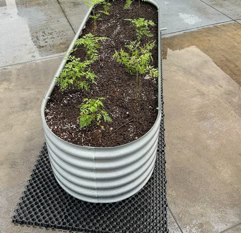 A long metal raised planter of young plants on a rooftop